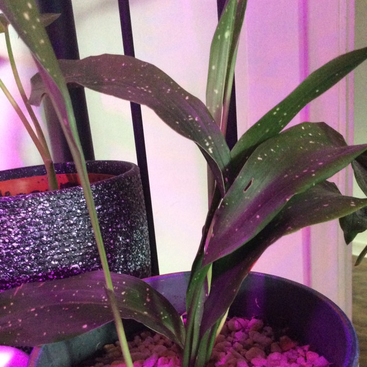 Plant image Aspidistra vietnamensis 'Ginga' syn. Aspidistra elatior 'Milky Way', Aspidistra sichuanensis 'Ginga', Aspidistra elatior 'Shooting Stars'