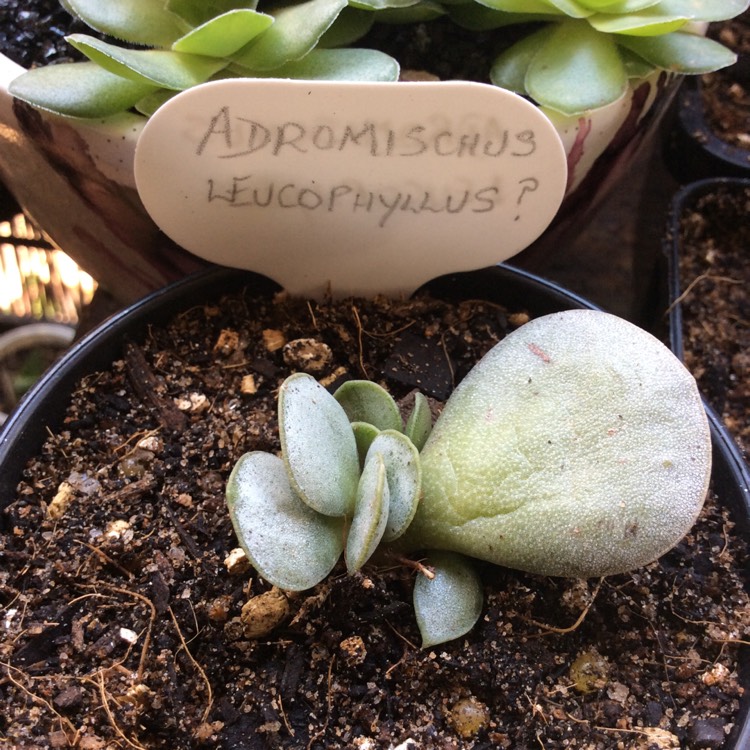 Plant image Adromischus Leucophyllus