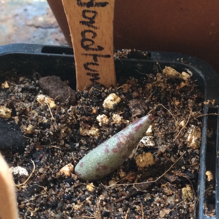 Plant image Adromischus Marianae var. Antidorcatum