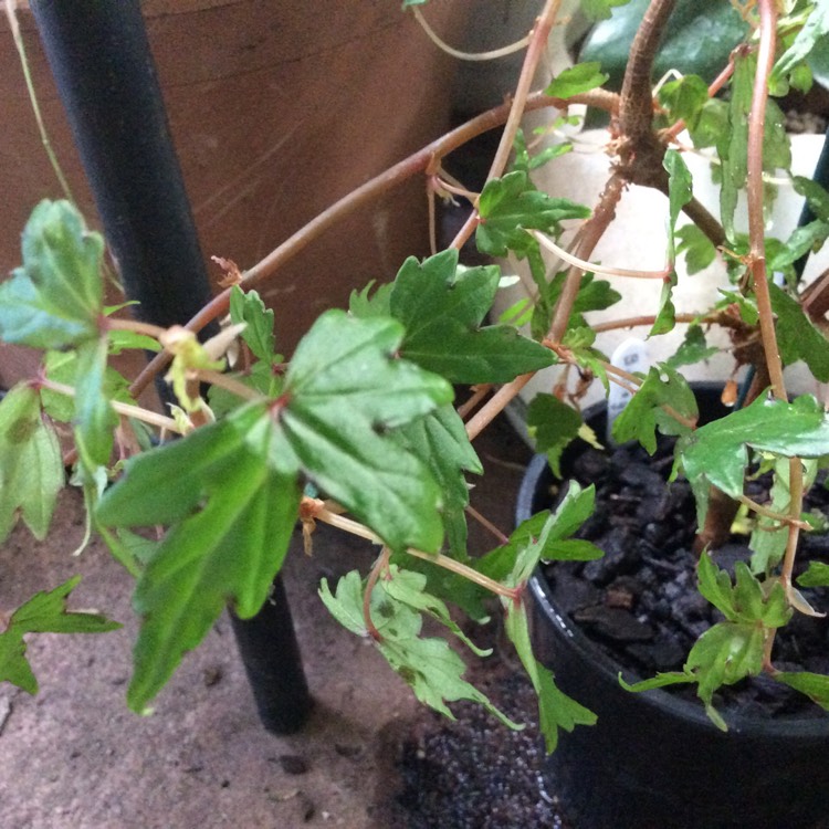 Plant image Begonia dregei