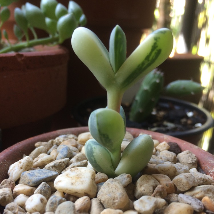 Plant image Corpuscularia lehmannii variegated