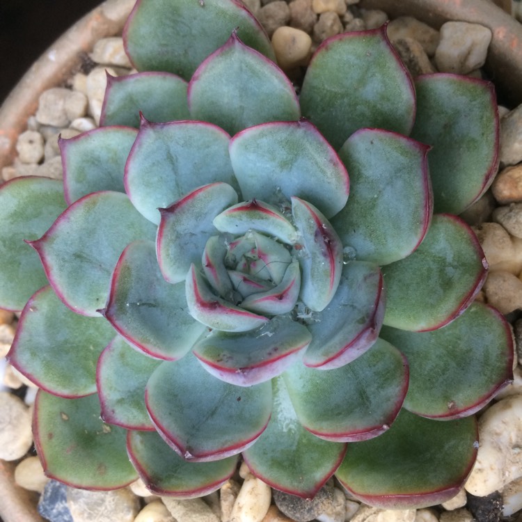 Plant image Echeveria Haru Urara