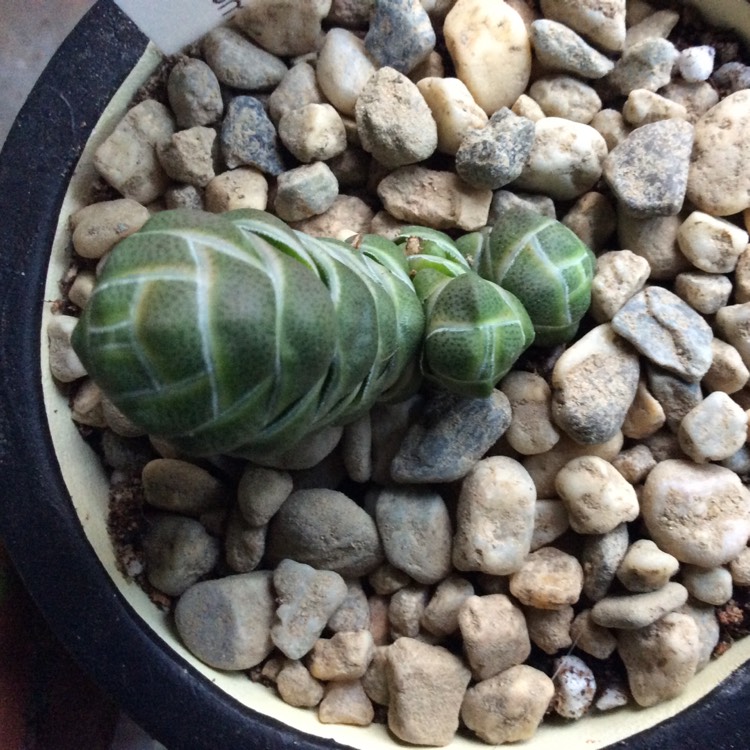 Plant image Crassula 'barklyi'