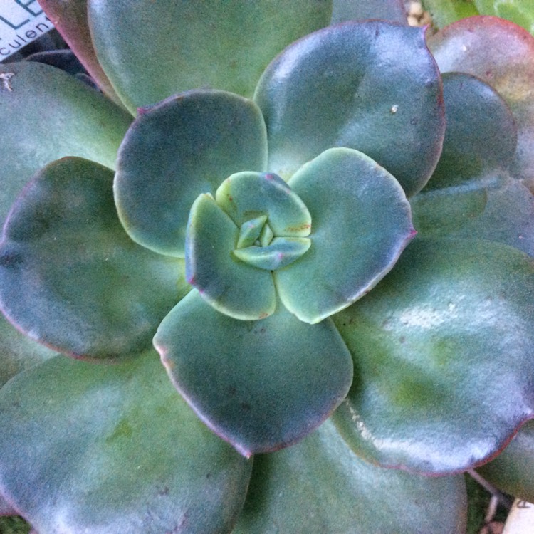 plant image 1336490