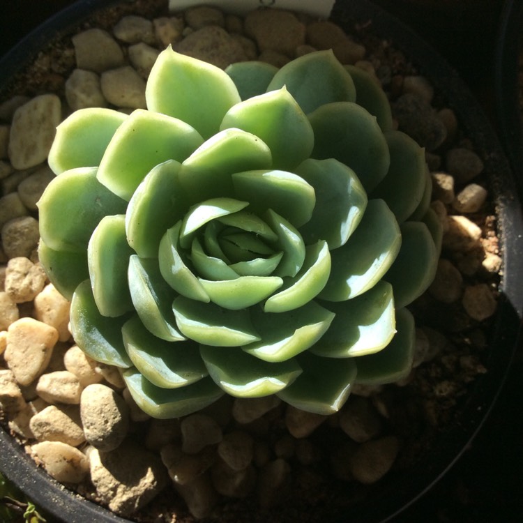 plant image 1345288