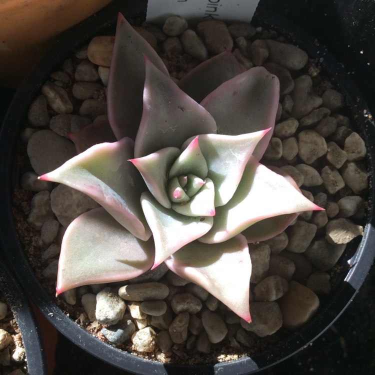 plant image 1345290