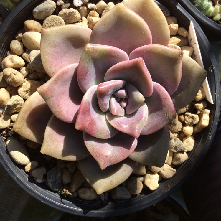 Plant image x Pachyveria Gypsy