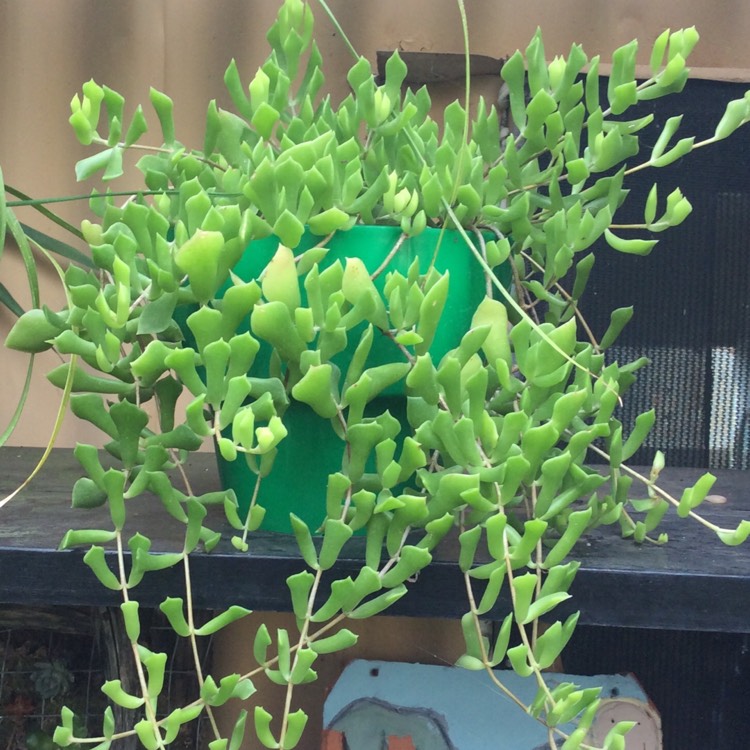 Plant image Cotyledon Papillaris