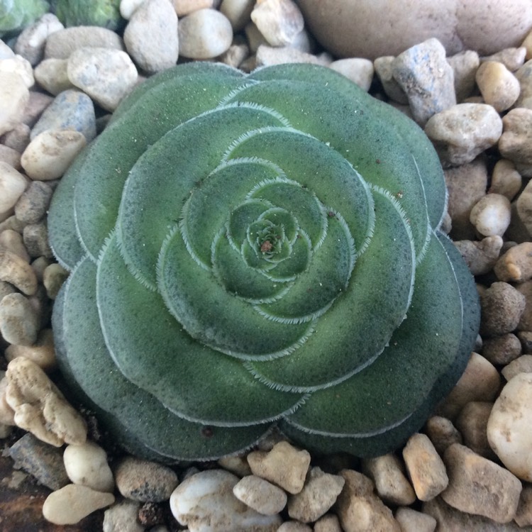 Plant image Crassula hemisphaerica syn. Crassula alooides