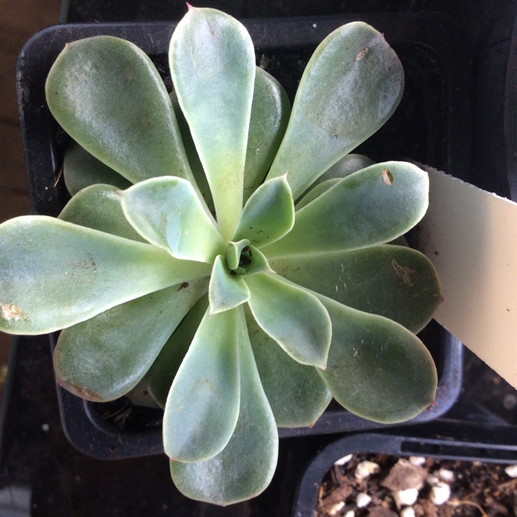 plant image 1364639