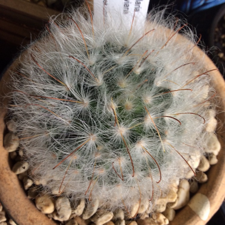 Plant image Mammillaria guelzowiana