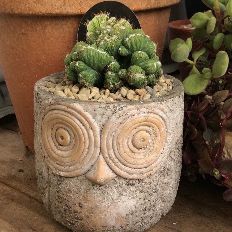 plant image 1381569