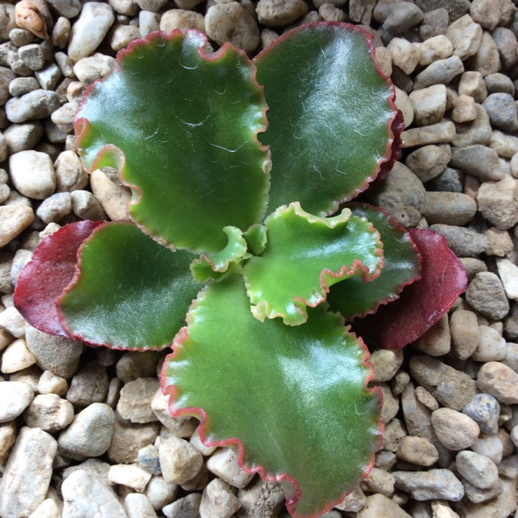 Plant image Echeveria Katella II