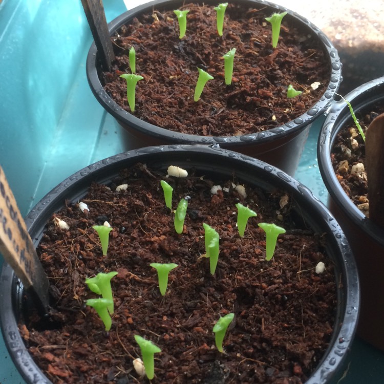 plant image 1399602