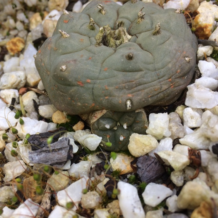 plant image 1404138 plant image 1404138