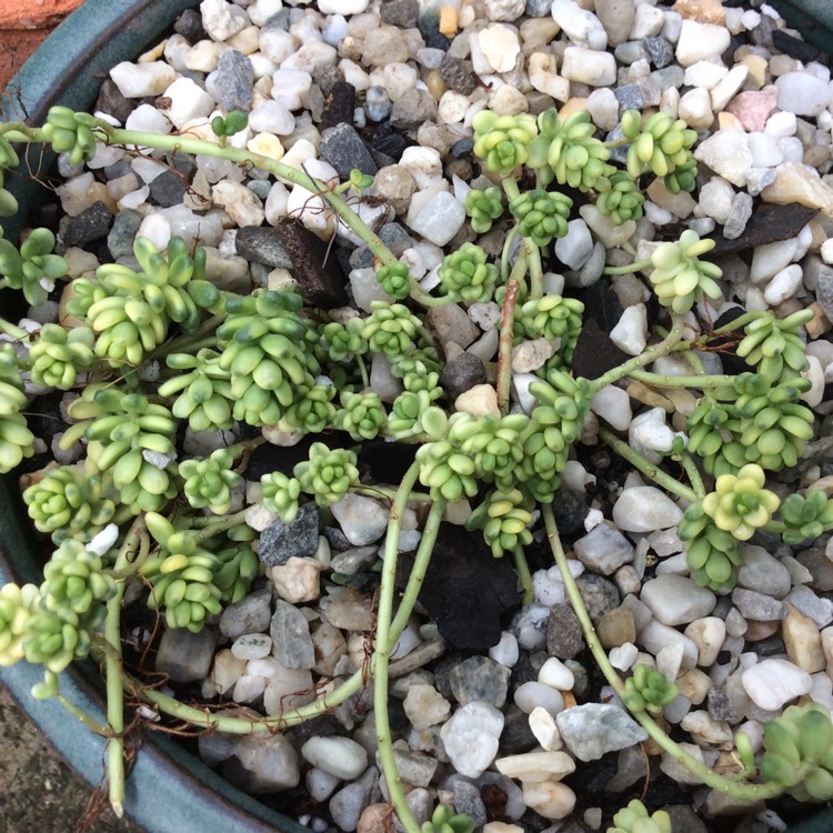 Plant image Sedum Orizifolium Variegata