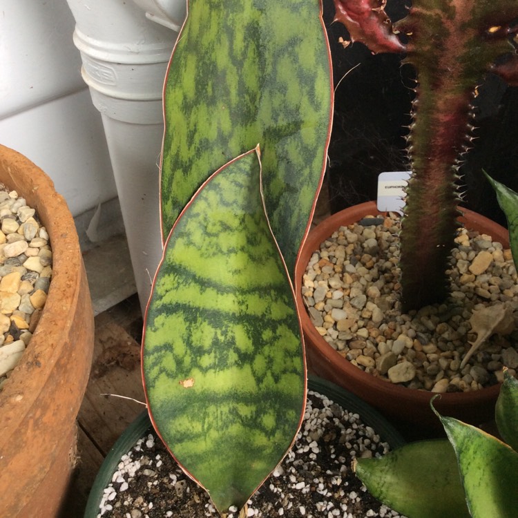 Plant image Sansevieria masoniana