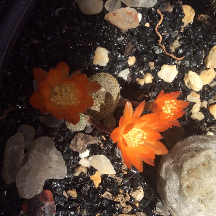 plant image 1421638