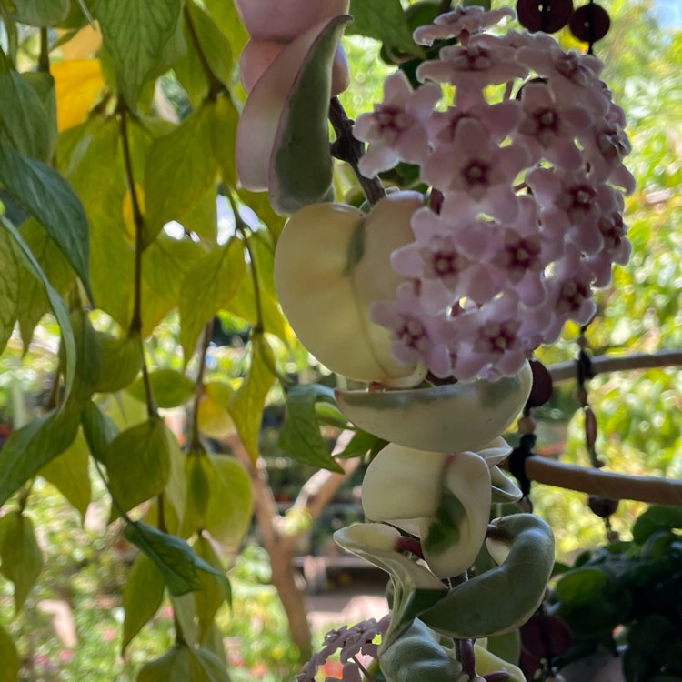 plant image 1434398