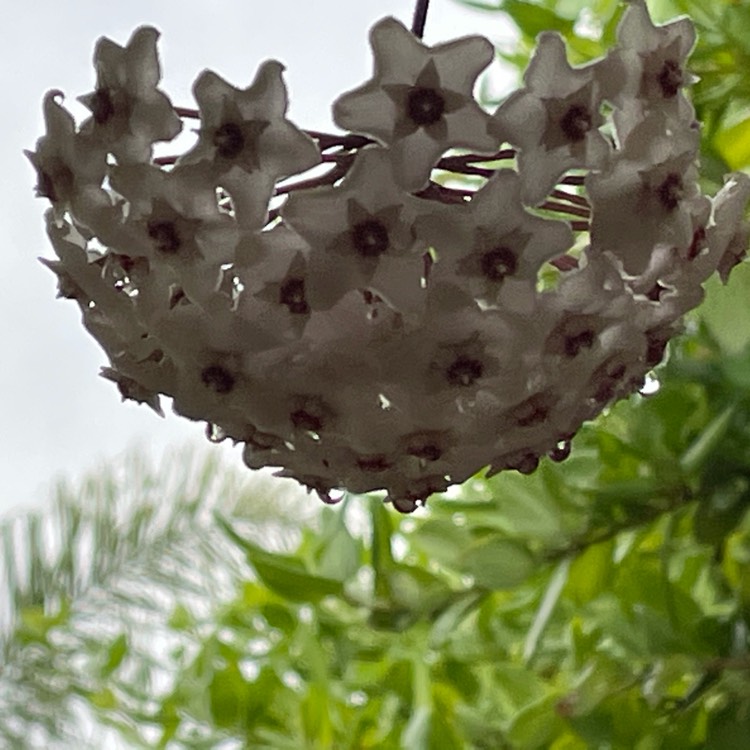 Plant image Hoya Obovata