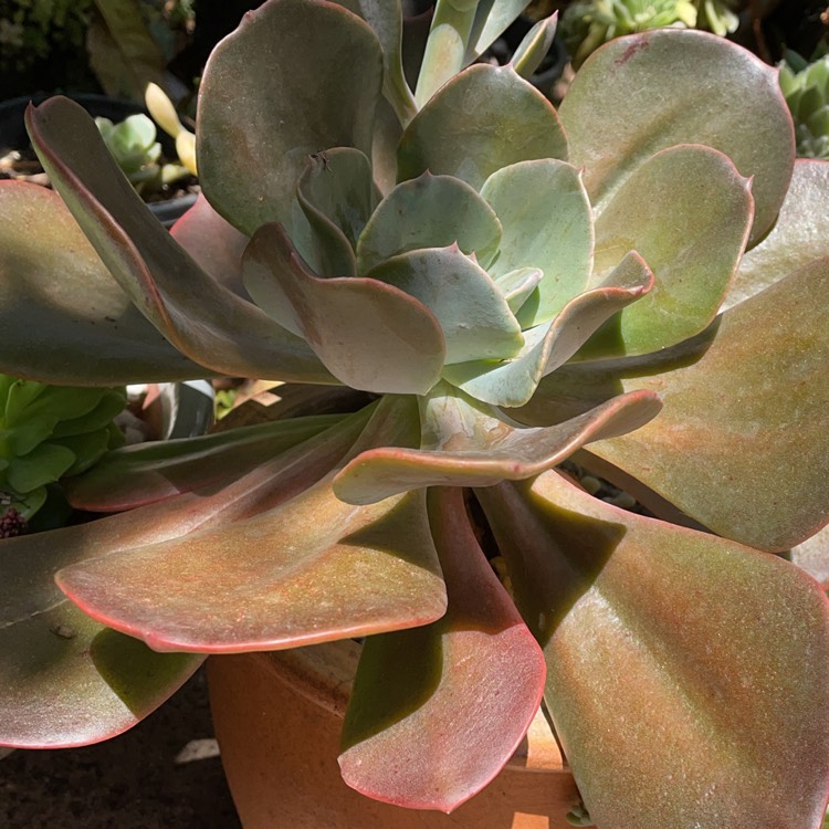 Plant image Echeveria Blue Metal