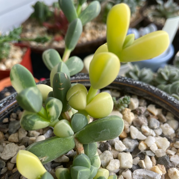 plant image 1441112