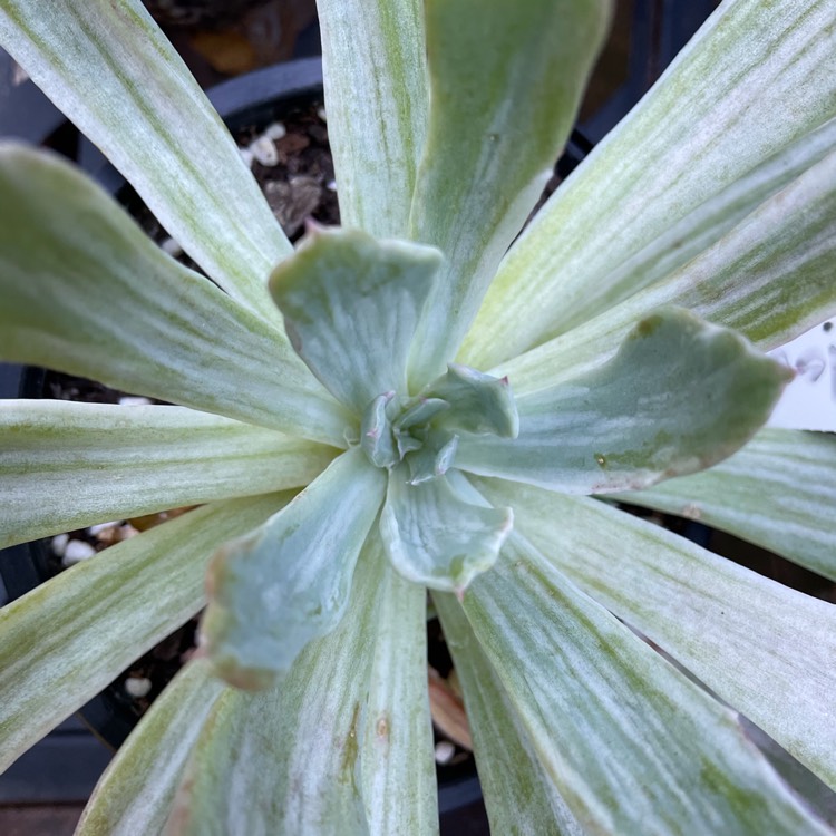 plant image 1446915