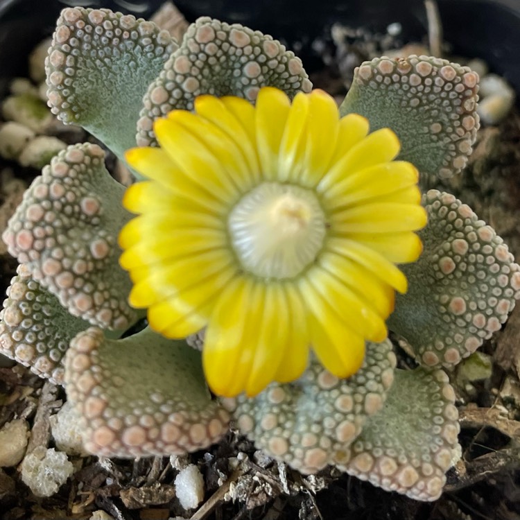 plant image 1504953 plant image 1504953