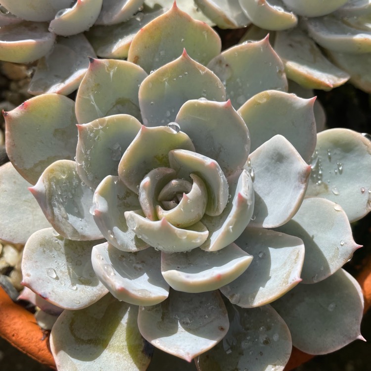 Plant image Echeveria Morning Light