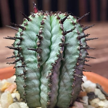 Euphorbia polygona 'Snowflake'