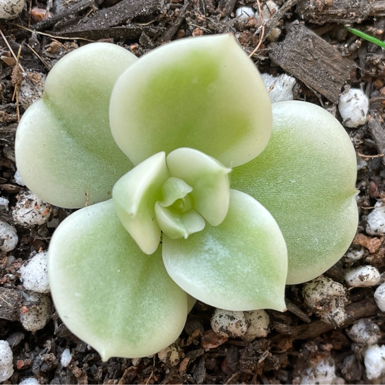 Plant image xSedeveria Rolly Variegata
