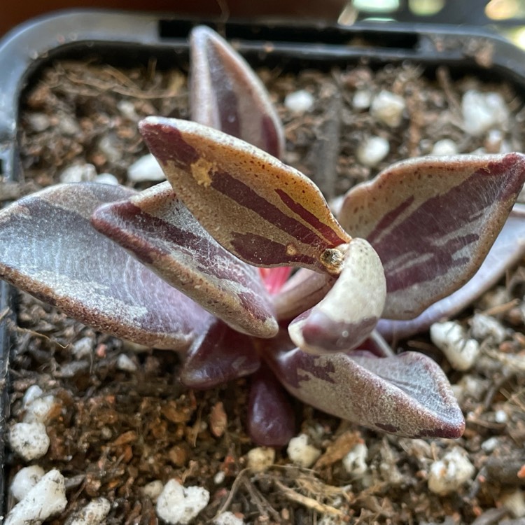 Plant image Lenophyllum guttatum variegata