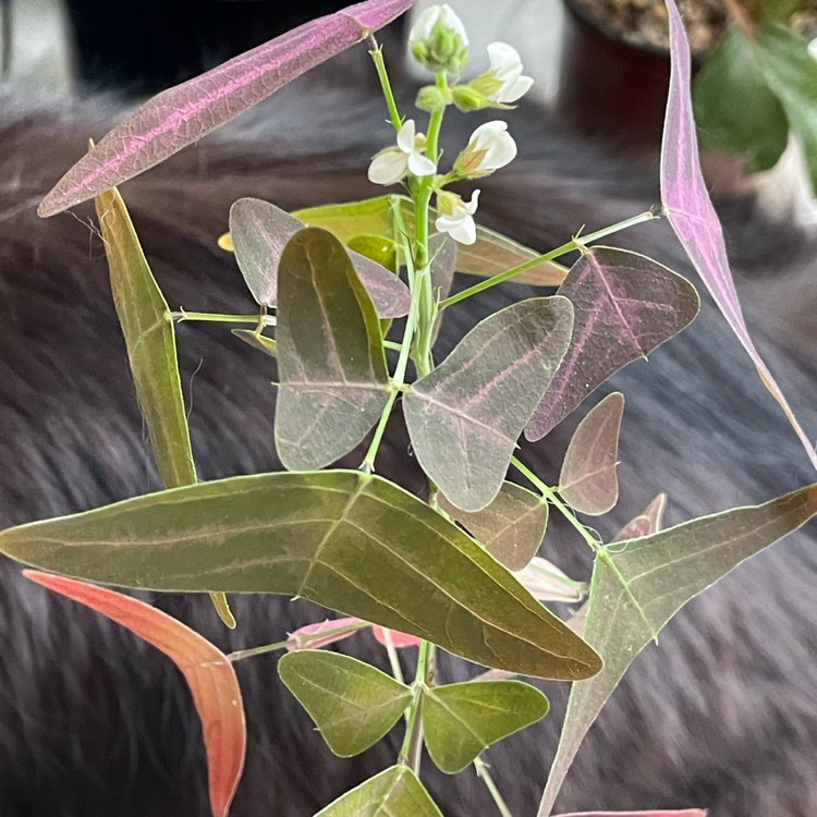 Plant image Christia Vespertillionis