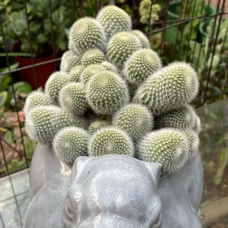 plant image 1563603 plant image 1563603