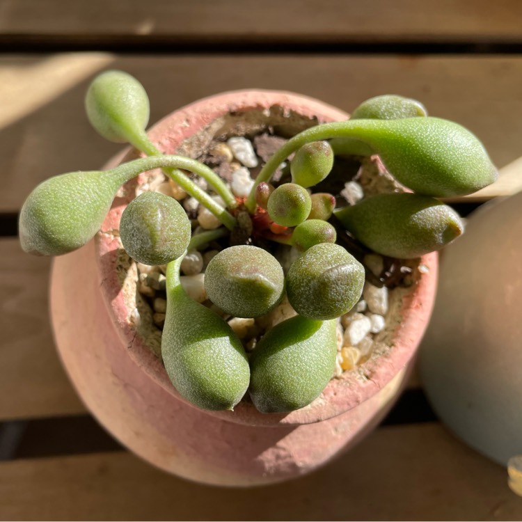 Plant image Adromischus Cristatus var. Cristatus