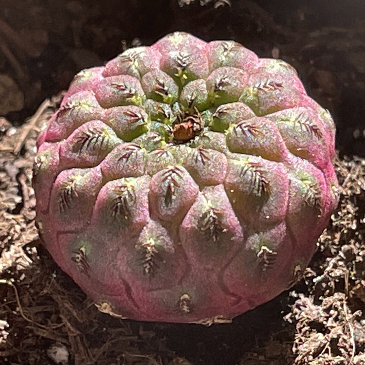 Plant image Sulcorebutia rauschii cv. Violacidermis