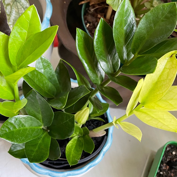Plant image Zamioculcas Zamiifolia 'Chameleon '