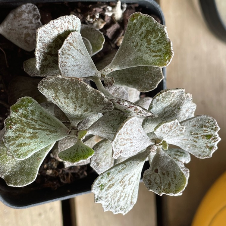 Plant image Kalanchoe rhombopilosa var. rhombopilosa