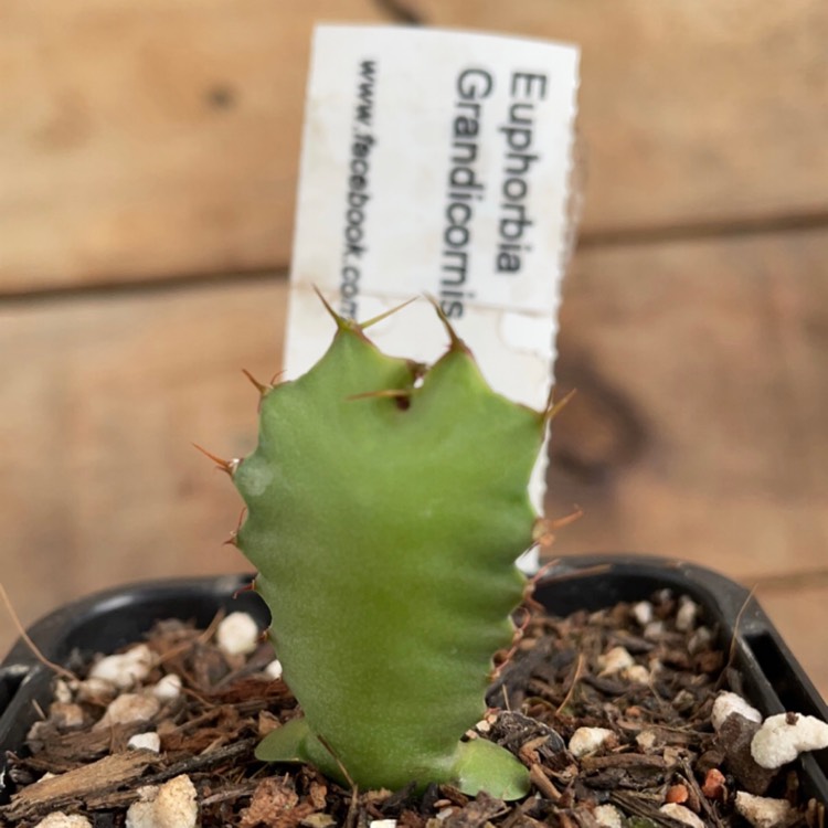 Plant image Euphorbia grandicornis