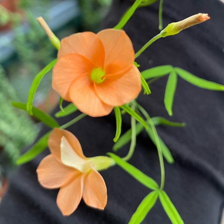 plant image 1581810