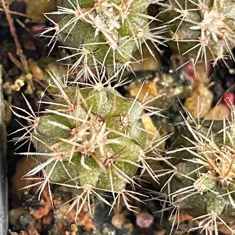 Plant image Trichocereus tersheckii syn. Echinopsis terscheckii