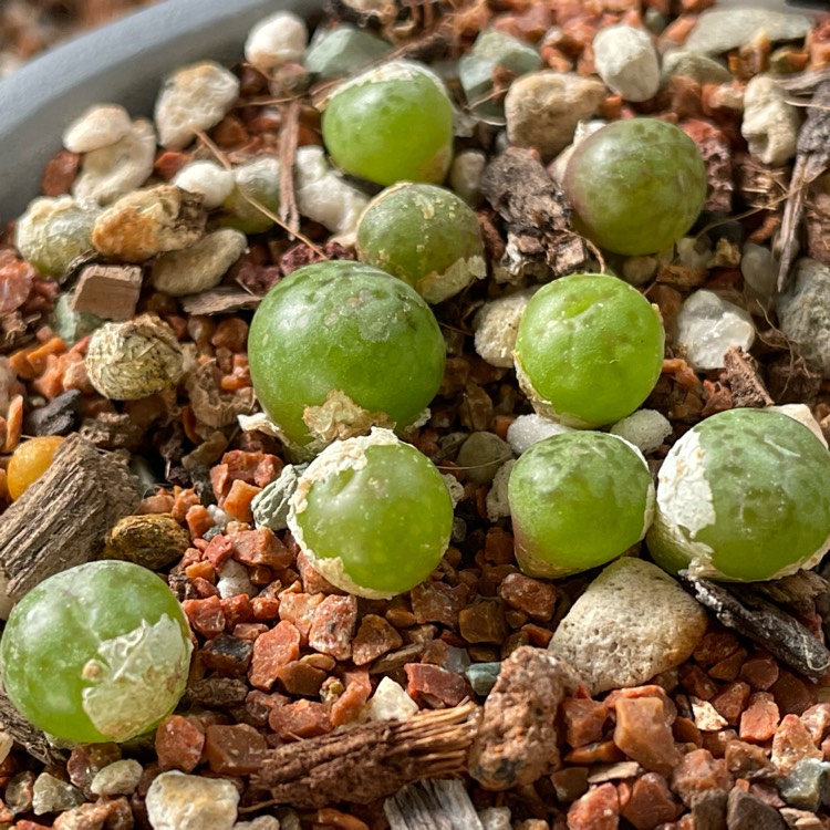 Plant image Conophytum Uviforme
