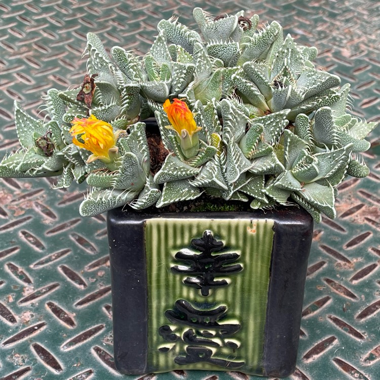 Plant image Faucaria Albidens