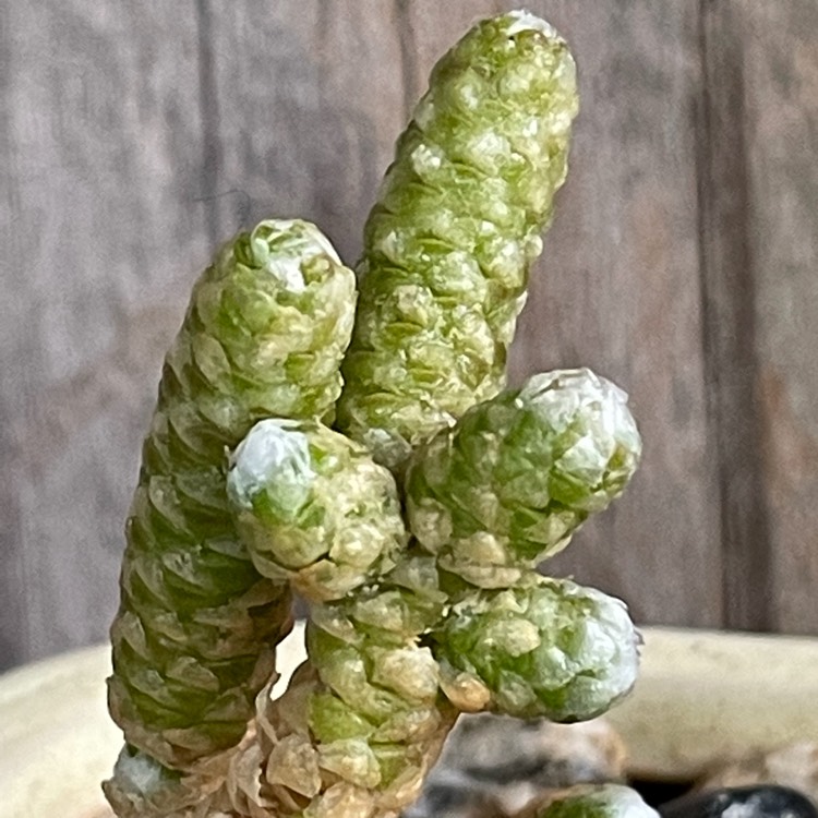 plant image 1614013