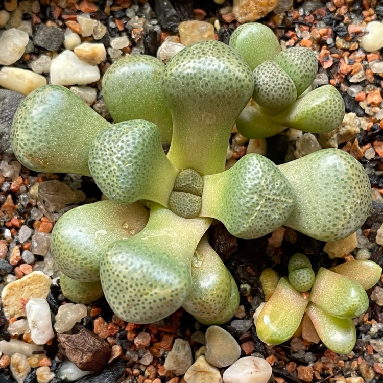 Plant image Aloinopsis schooneesii