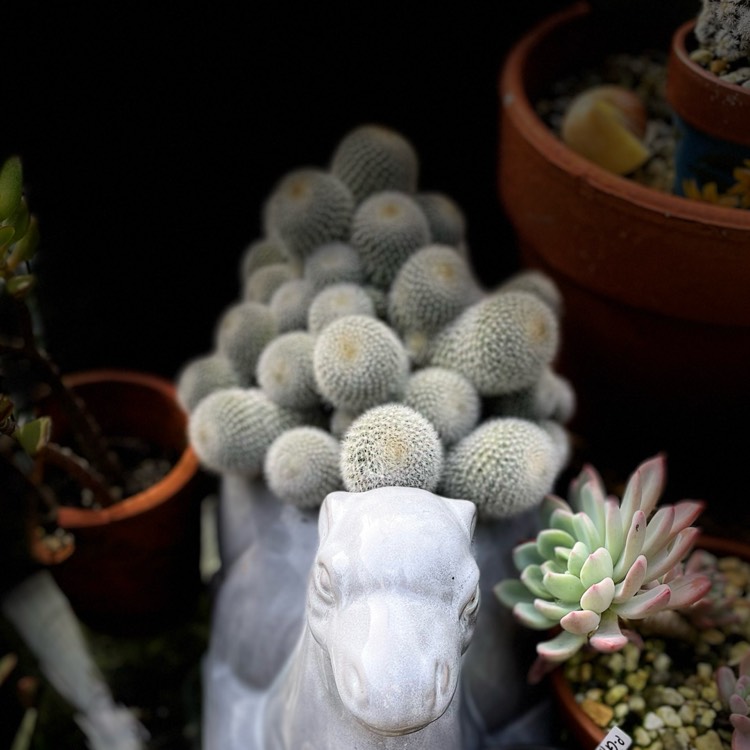 plant image 1616460 plant image 1616460