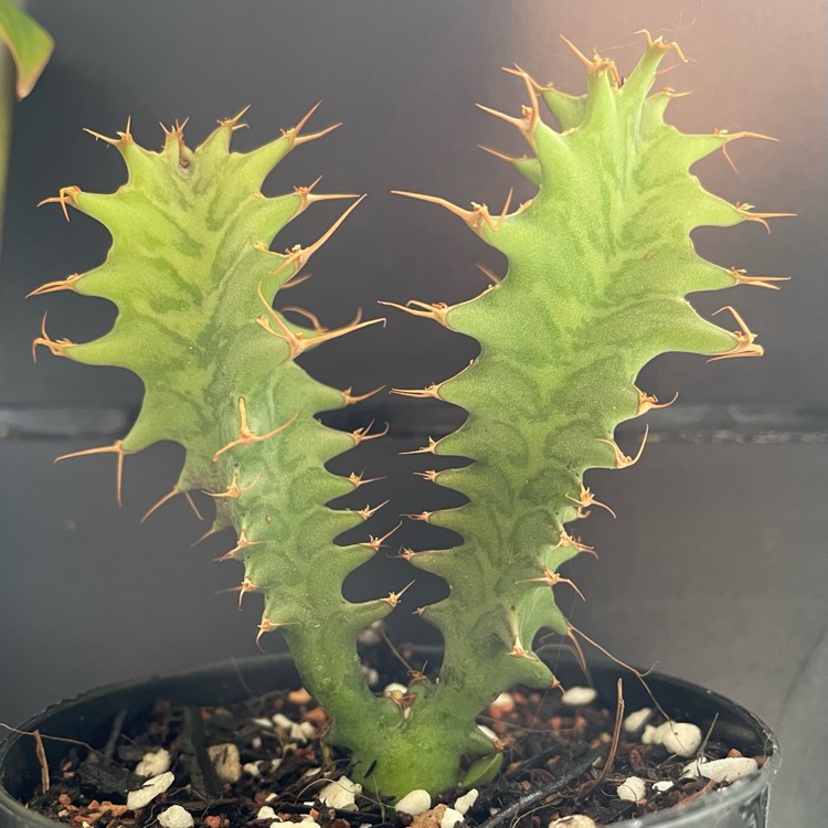 Plant image Euphorbia tortirama