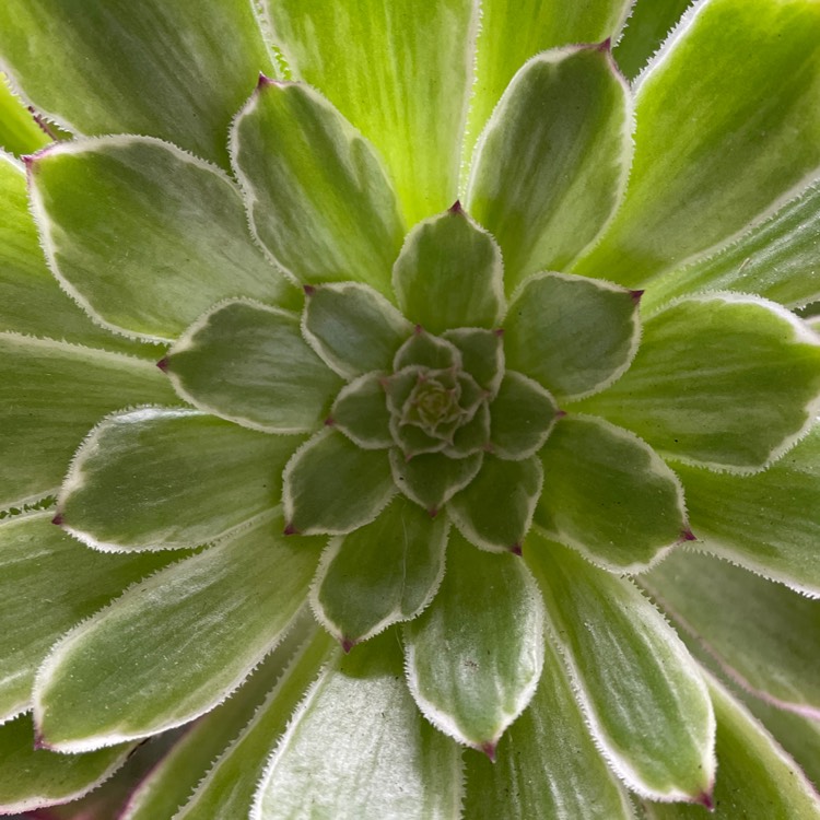 Plant image Aeonium Inferno