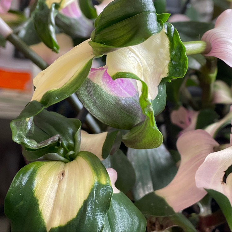 Plant image Tradescantia hybrid 'Blushing Bride'