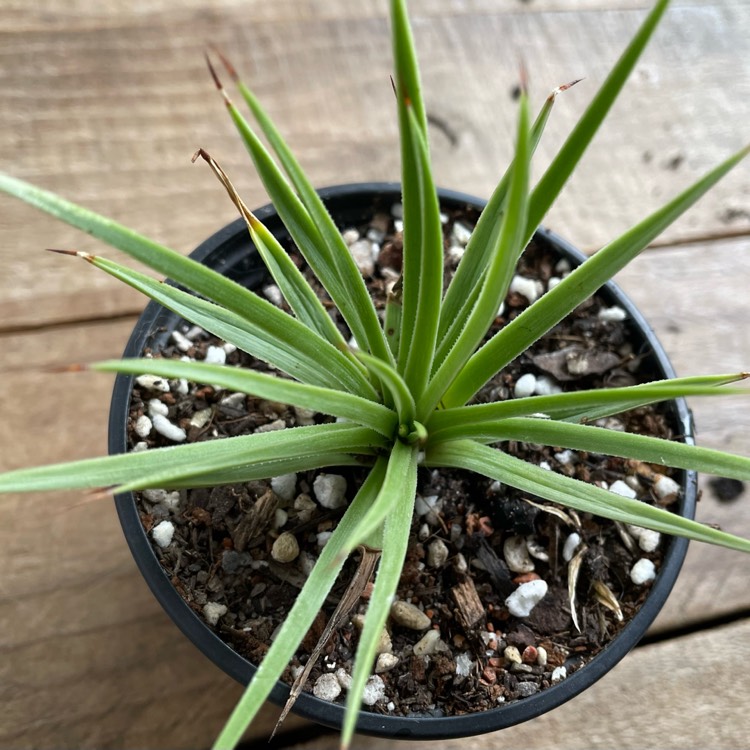 Plant image Agave Stricta Nana